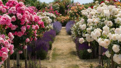 Roses and nepeta in a rose garden