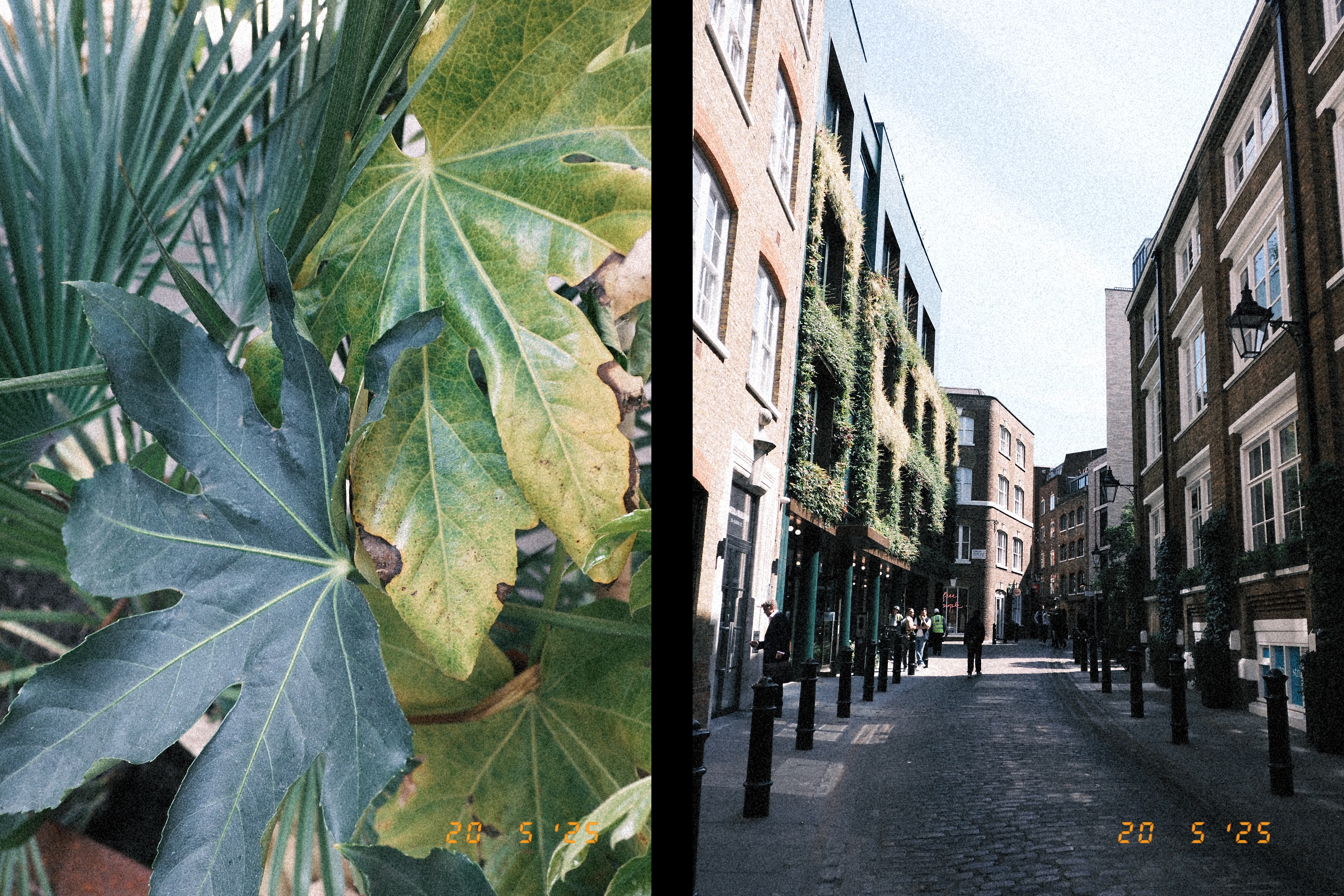 Two photos side by side of a leaf and a street in London