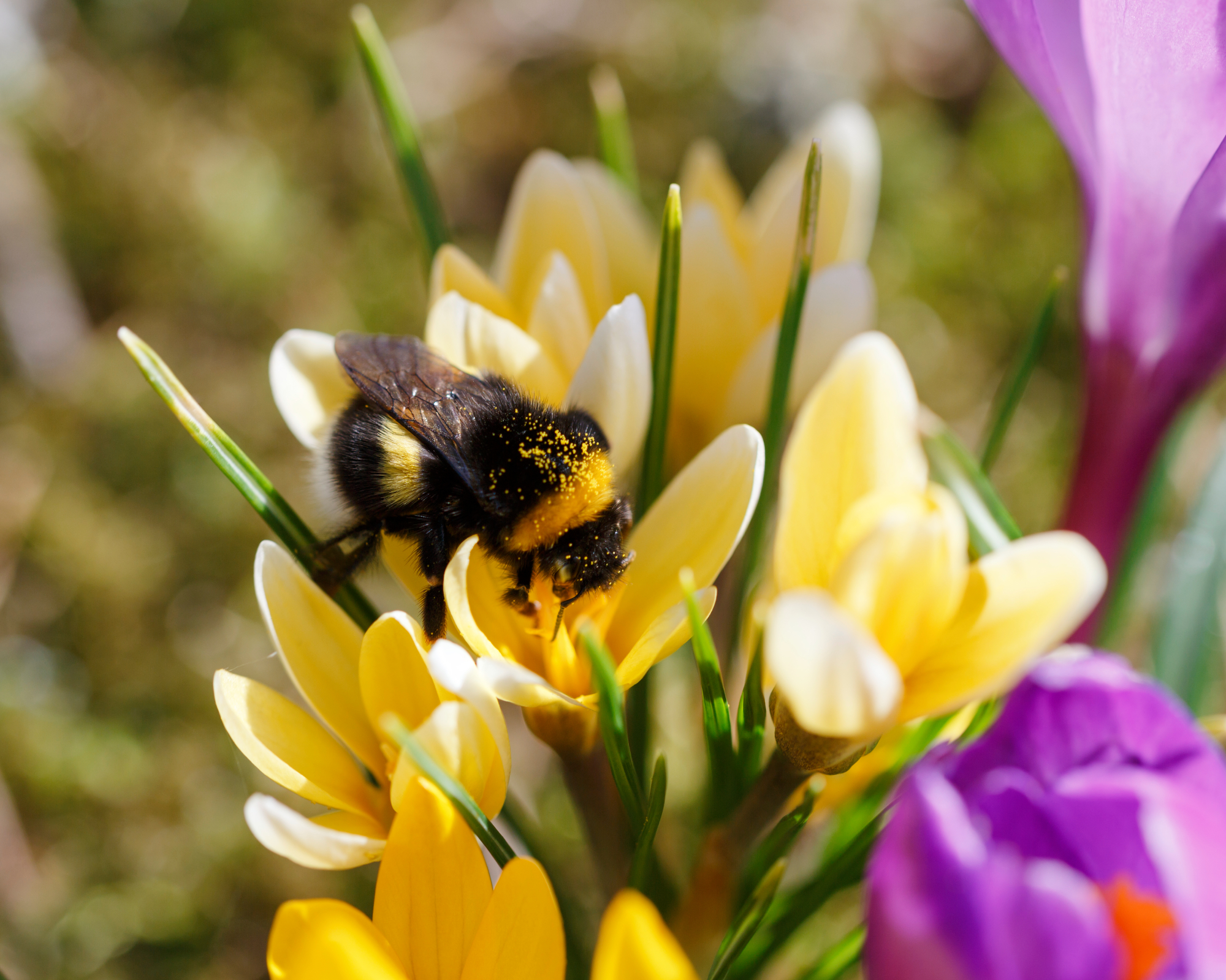 bee feeding on spring crocus