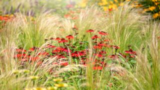 Ornamental grass with red echinacea flowers in a garden