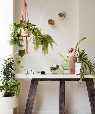 Home office with white desk and houseplants sat on top as well as hanging from the ceiling and in pots on the floor