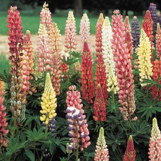 Mixed color lupins