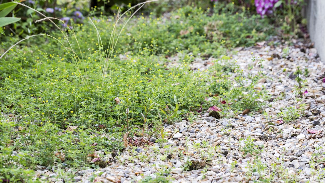 Weeds in a garden border and across a gravel path