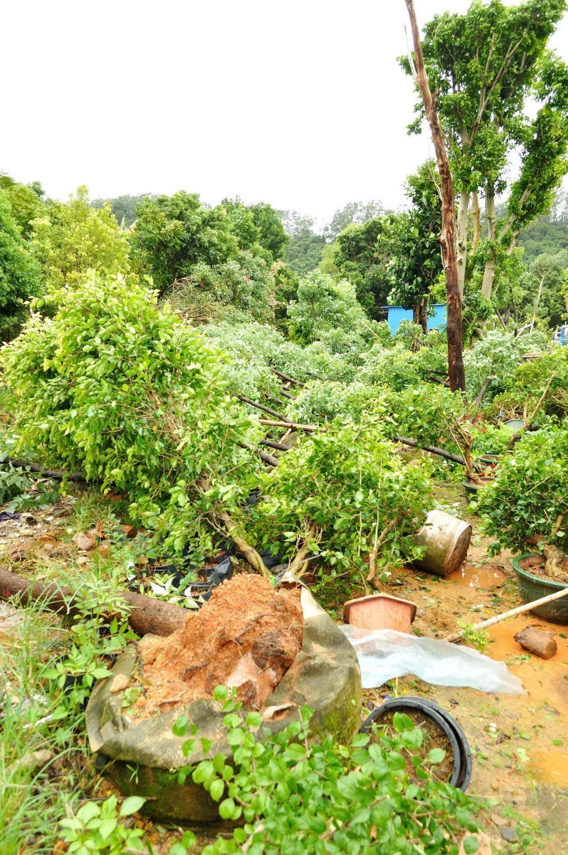 Fallen Damaged Trees And Plants