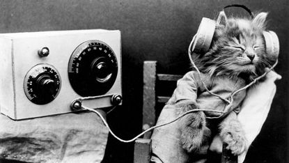 cat listening to music