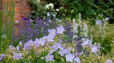 purple flowers in garden