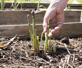 Picking asparagus stems growing in a raised bed