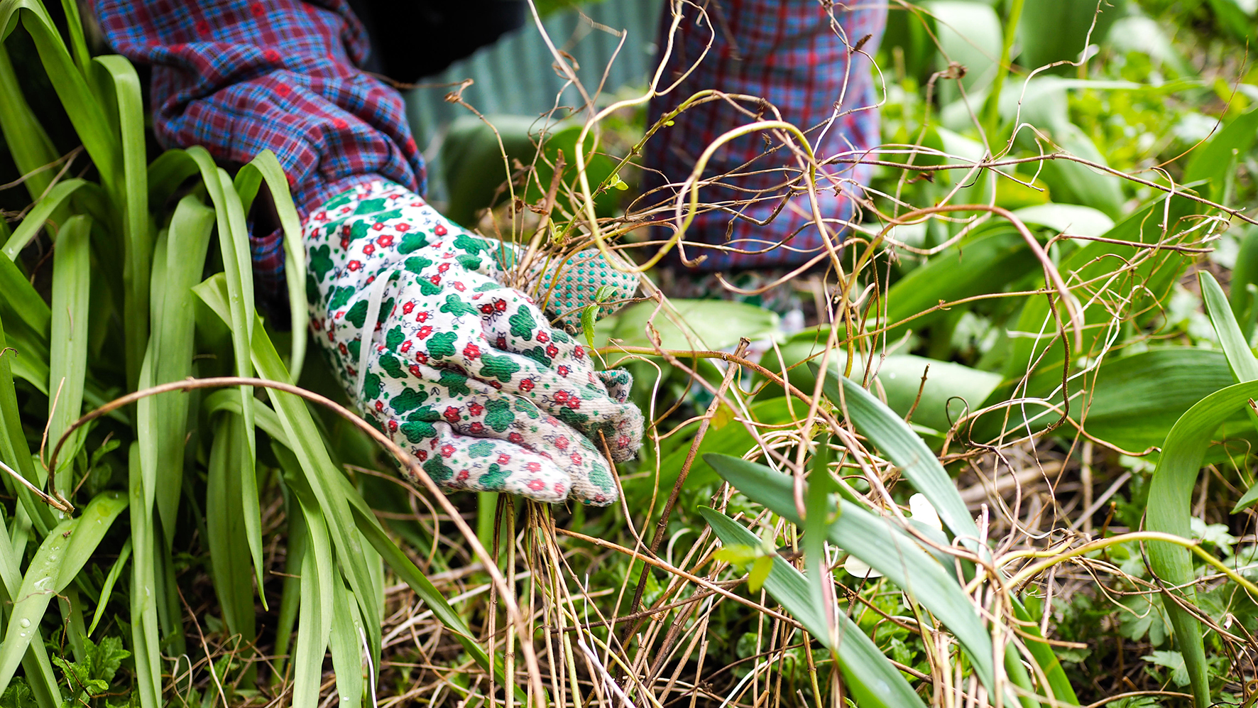 Weeding the garden with gardening gloves