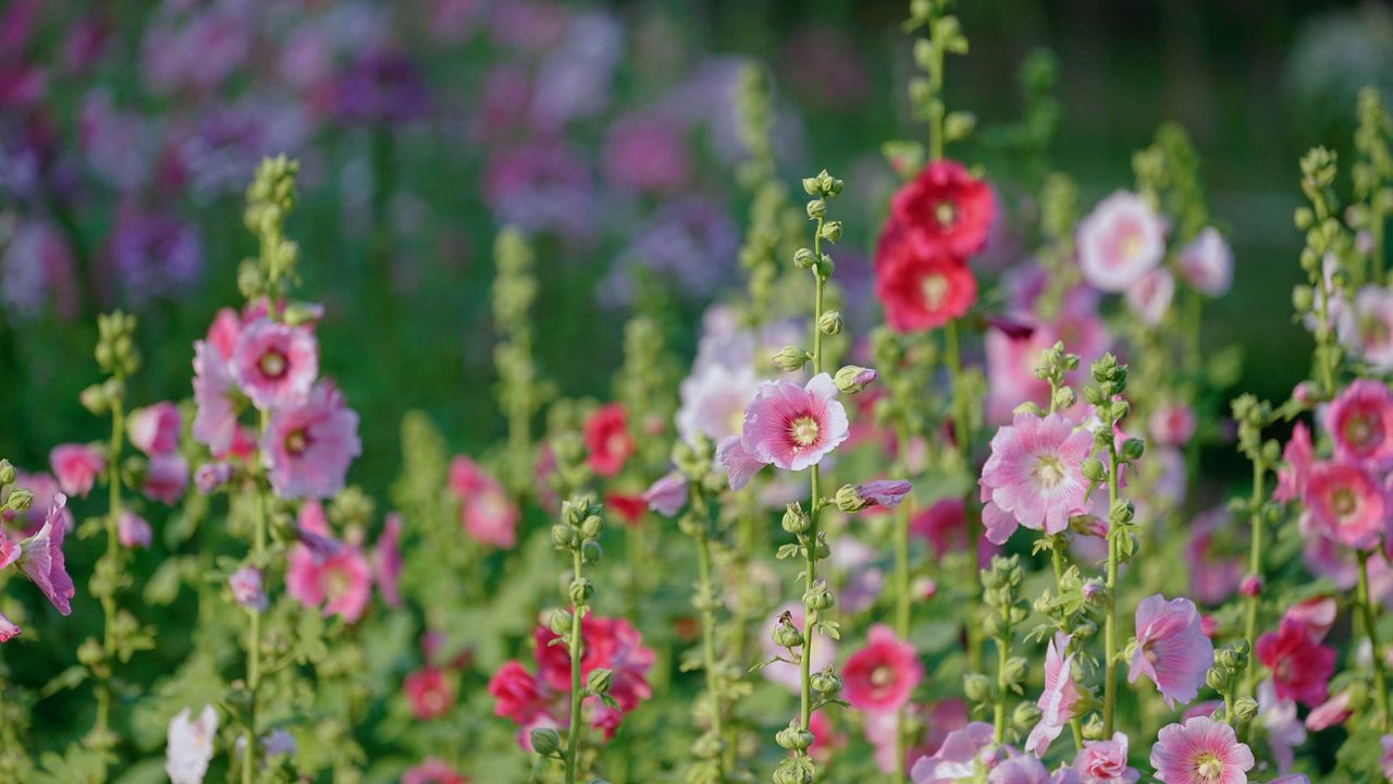 hollyhocks in cottage garden