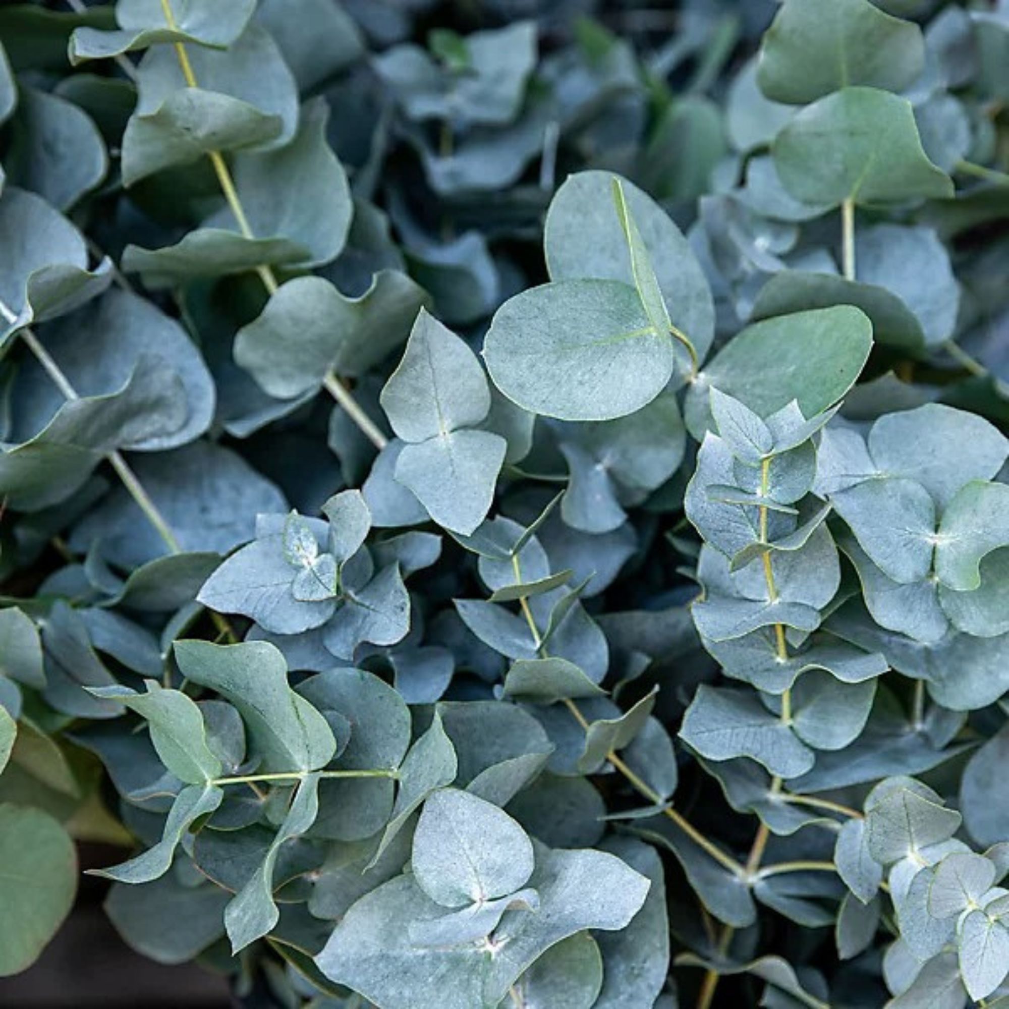 Eucalyptus plant