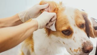 Dog having its ears checked at the vets