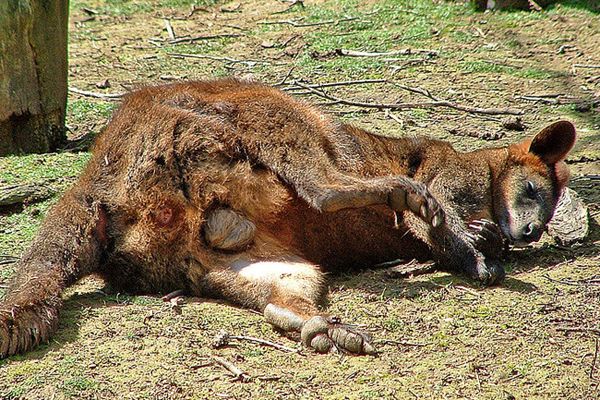 animals on drugs, wallaby