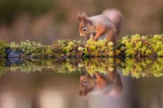 Moss boss: a red squirrel forages amid the moss ringing a Cairngorms woodland pool. Credit: Alamy