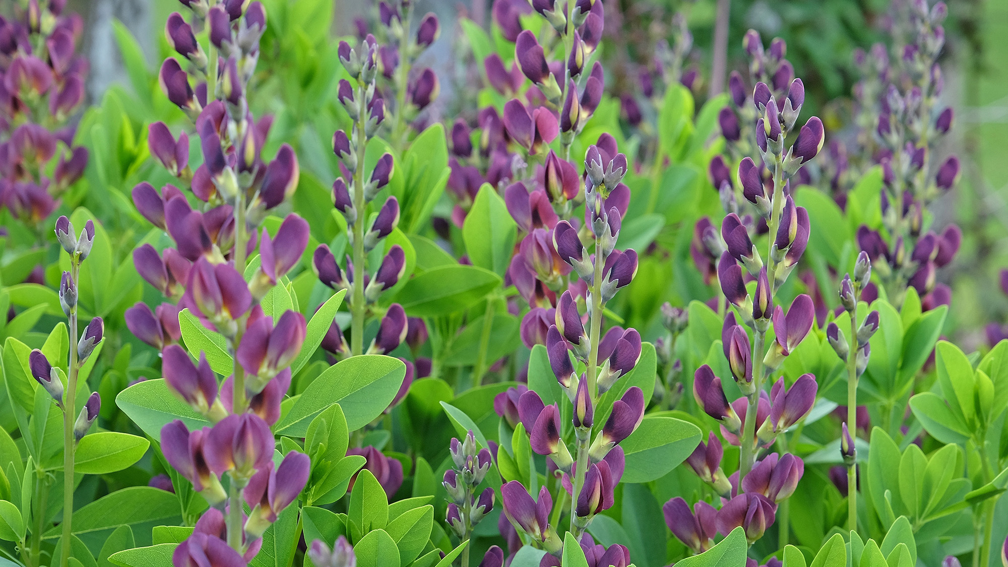 Baptisia (False Indigo)