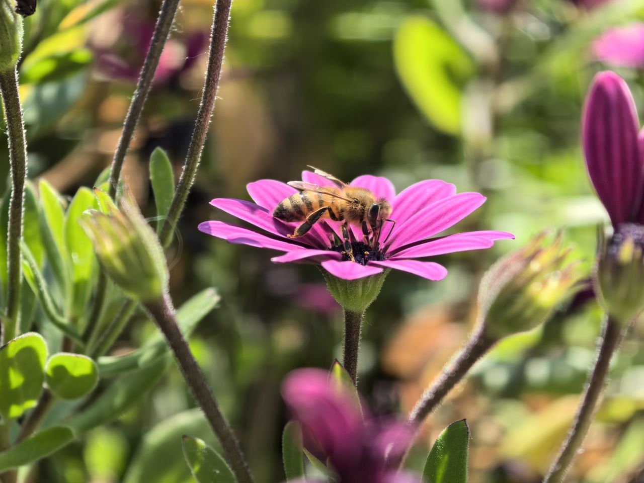 Close up macro photo of a bee on a pink flower in a garden