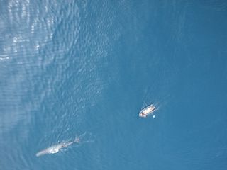 A sperm whale and scientists tracking the animal as seen from a hexacopter.