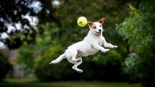 One of the highest jumping dogs, a Jack Russell Terrier jumping through the air to catch a ball