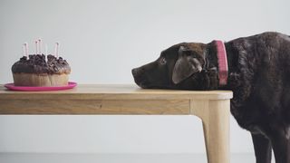 A dog looks longingly at a chocolate cake on a table.