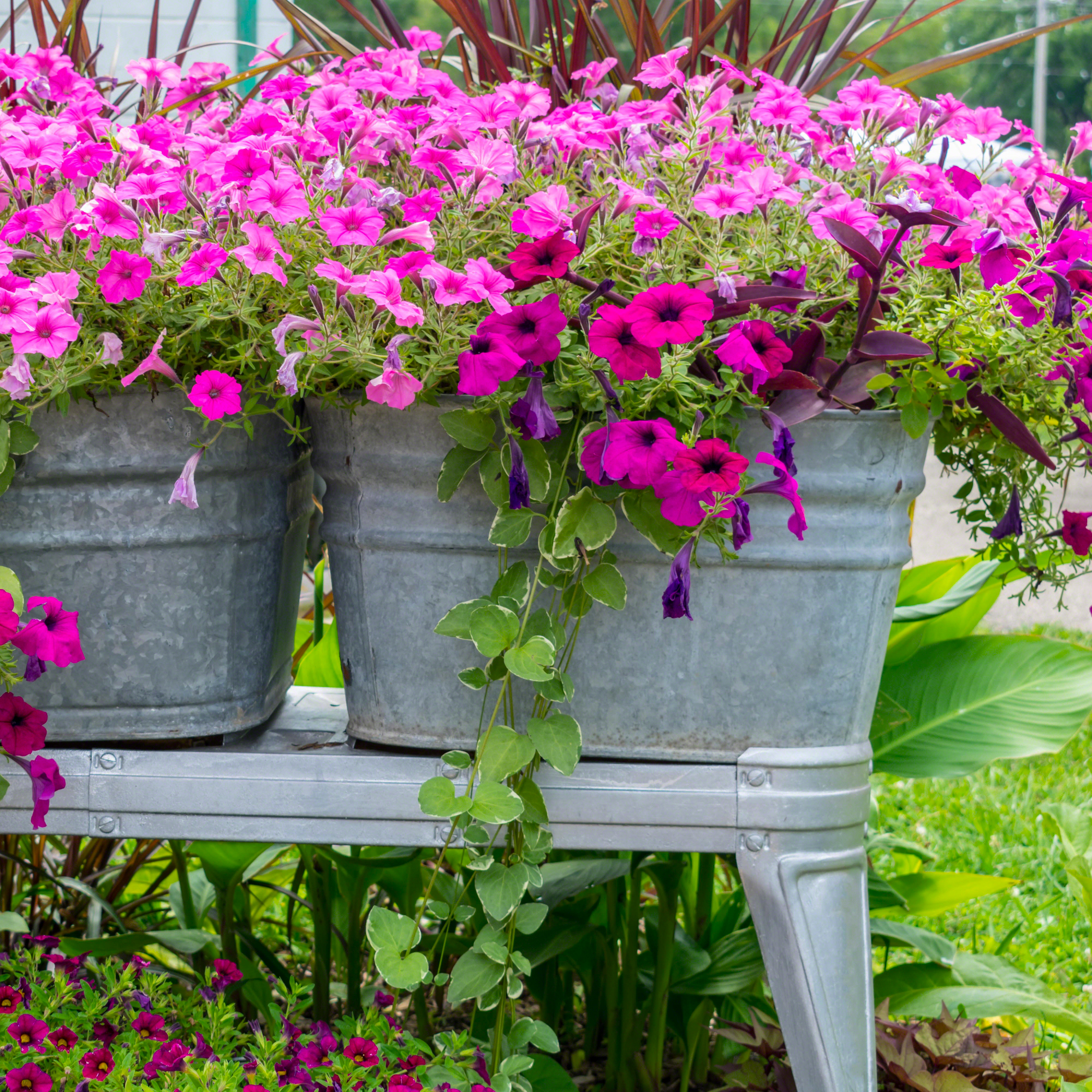 metal containers with petunias