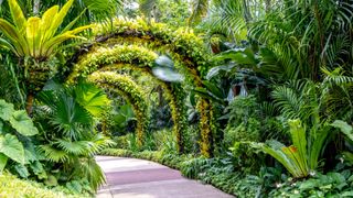 A walkway through Singapore Botanical Gardens