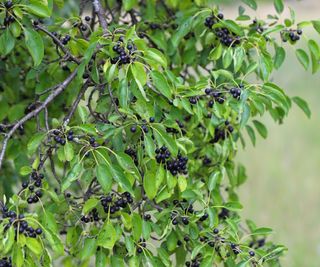 Common buckthorn, Rhamnus cathartica, with black berries in summer