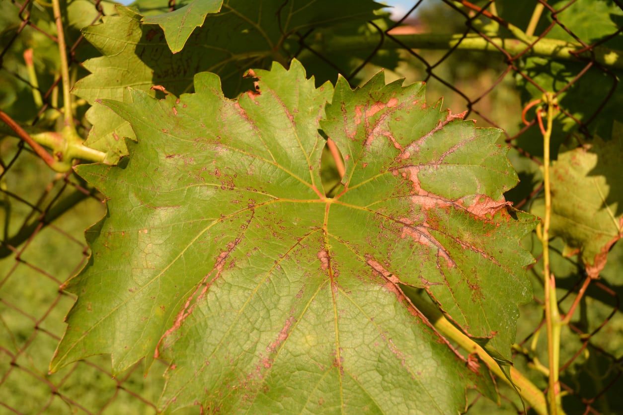 grape anthracnose