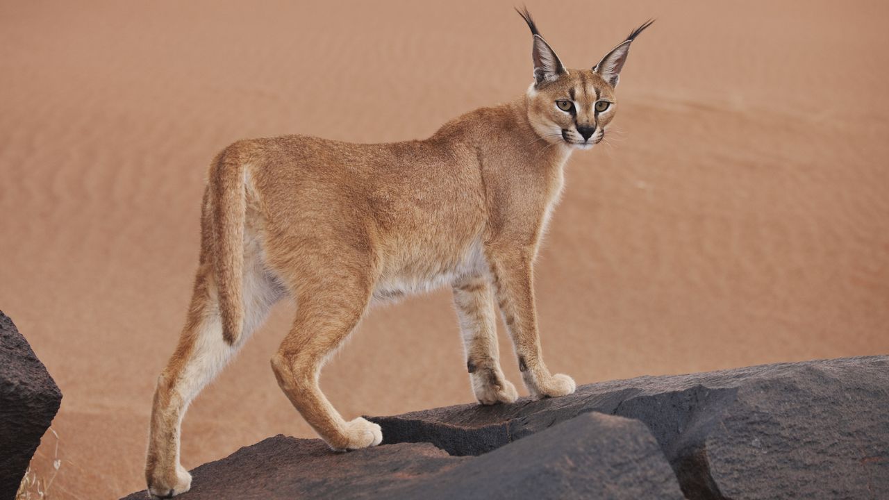 This small wildcat &mdash; found in Africa, Asia and India &mdash; is known for its black tufted ears, which give it the nickname desert lynx.