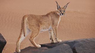 This small wildcat — found in Africa, Asia and India — is known for its black tufted ears, which give it the nickname desert lynx.
