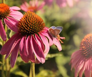 Small blue butterfly sits on petal of purple coneflower.