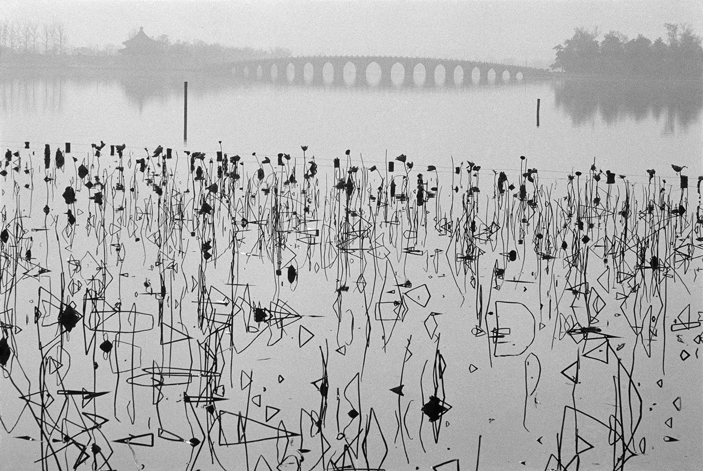 Dead lotus flowers on the Kunming Lake, Beijing
