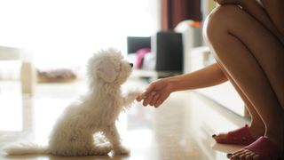 Puppy shaking owners hand