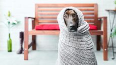 A scared dog is wrapped in a blanket.