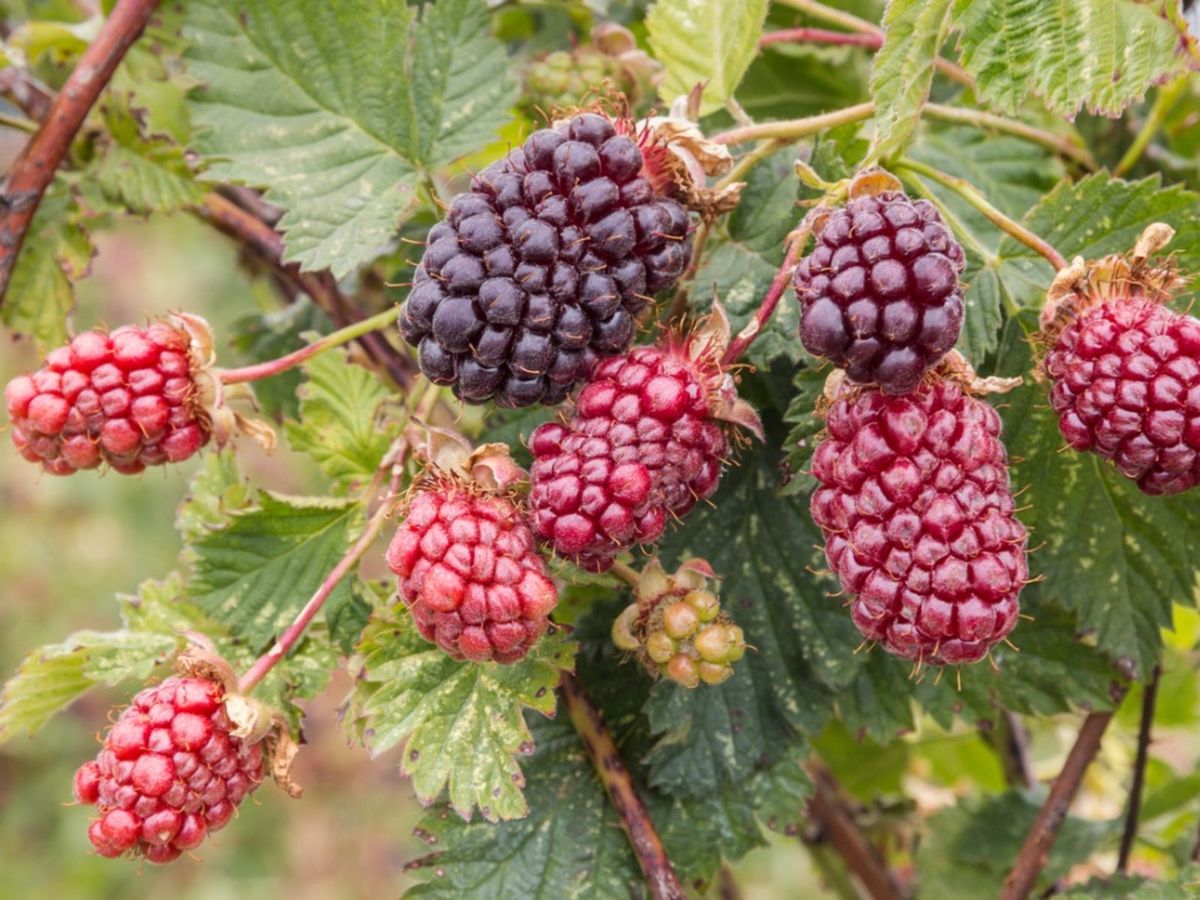 Trimming A Boysenberry Learn How To Prune Boysenberries In The Garden