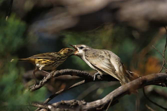 cuckoo birds, caring for young