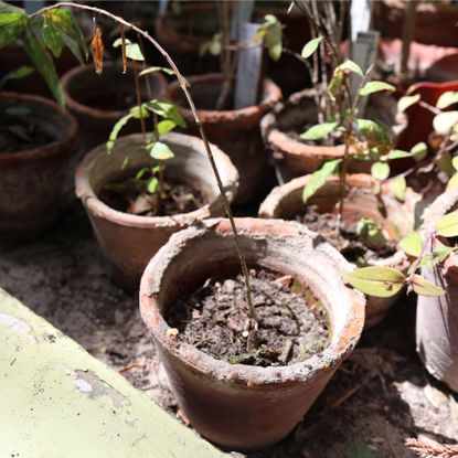 Dry, unhealthy plants growing in terracotta pots in garden