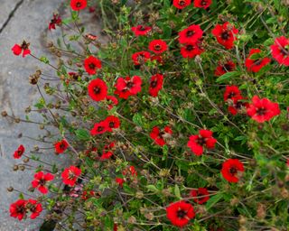 red flowers of Potentilla ‘Gibson’s Scarlet’ AGM