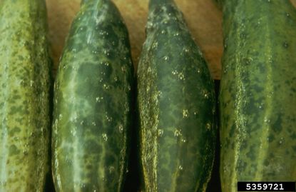 Four Spotted Cucumbers With Mosaic Virus