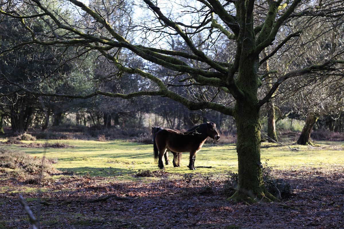 Sigma 56mm F1.4 DC DN Contemporary image gallery: two ponies underneath a large tree in the countryside