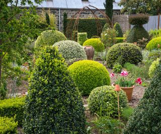 A range of evergreen shrubbery along a garden path
