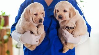 puppy shots: vet's guide to vaccinations