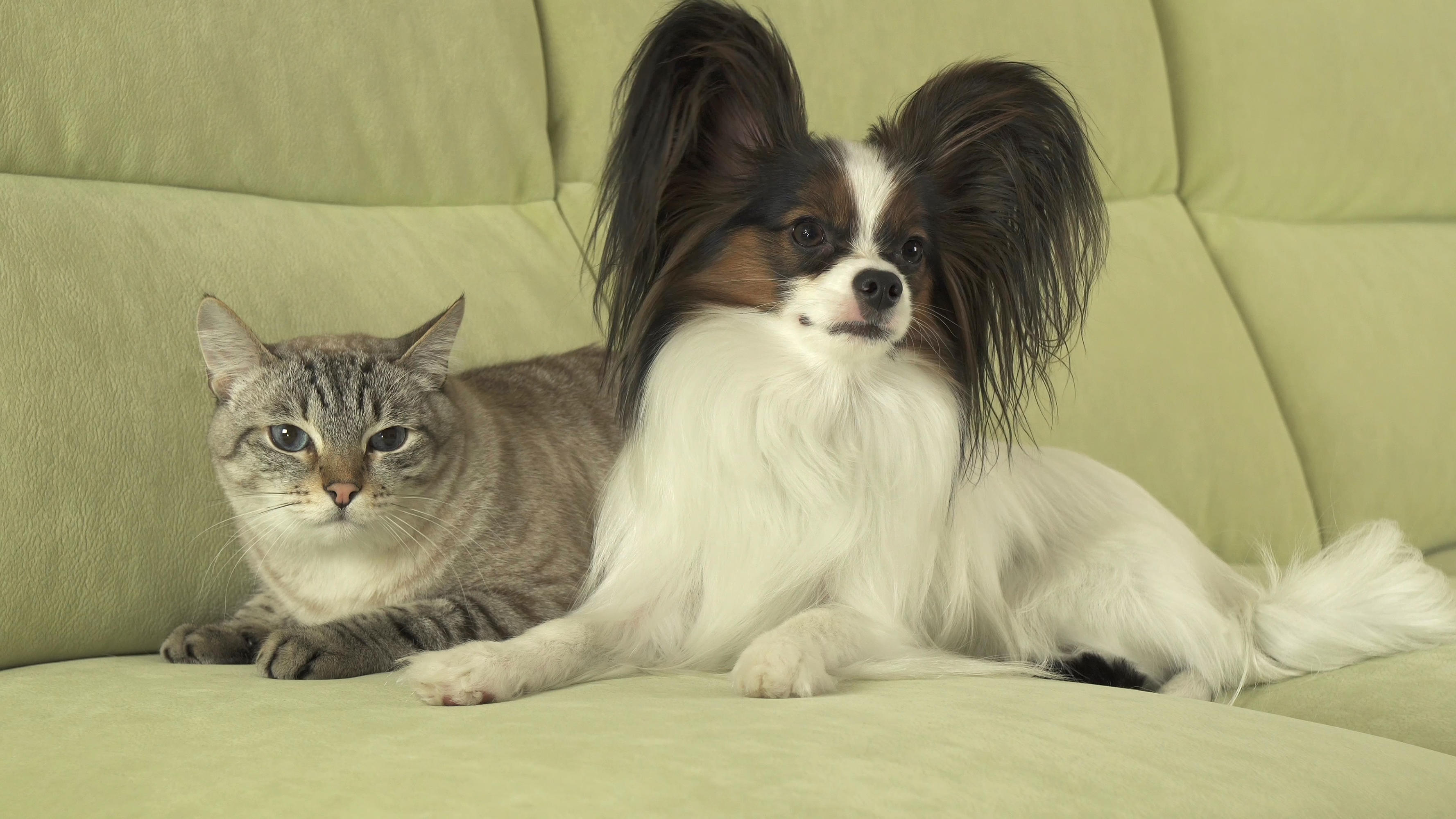 Papillon on couch with cat