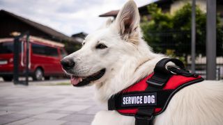 White dog wearing a service dog harness