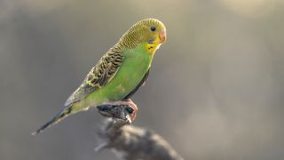 Budgerigar