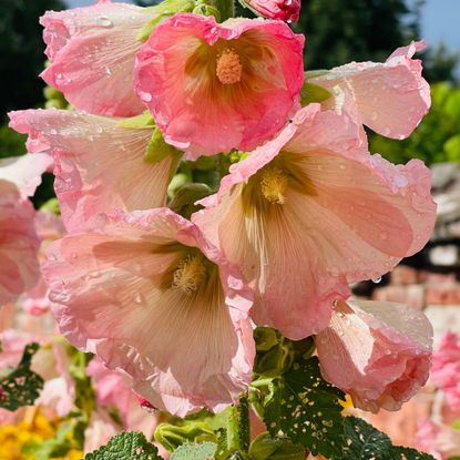 hollyhocks after watering in cottage garden display