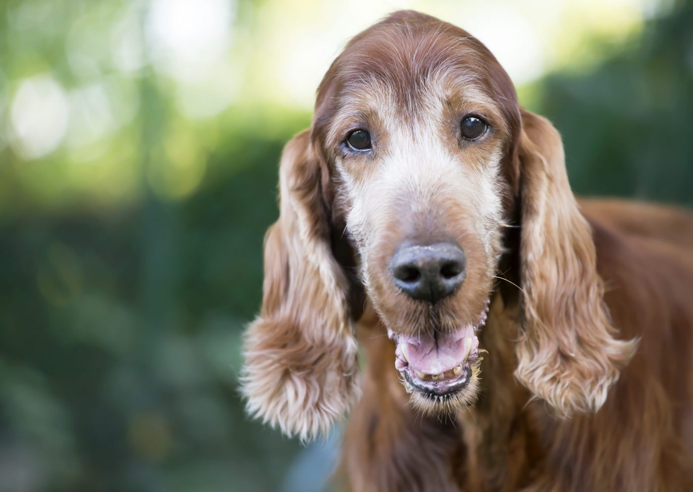Pet therapy concept, beautiful old irish setter pet dog looking
