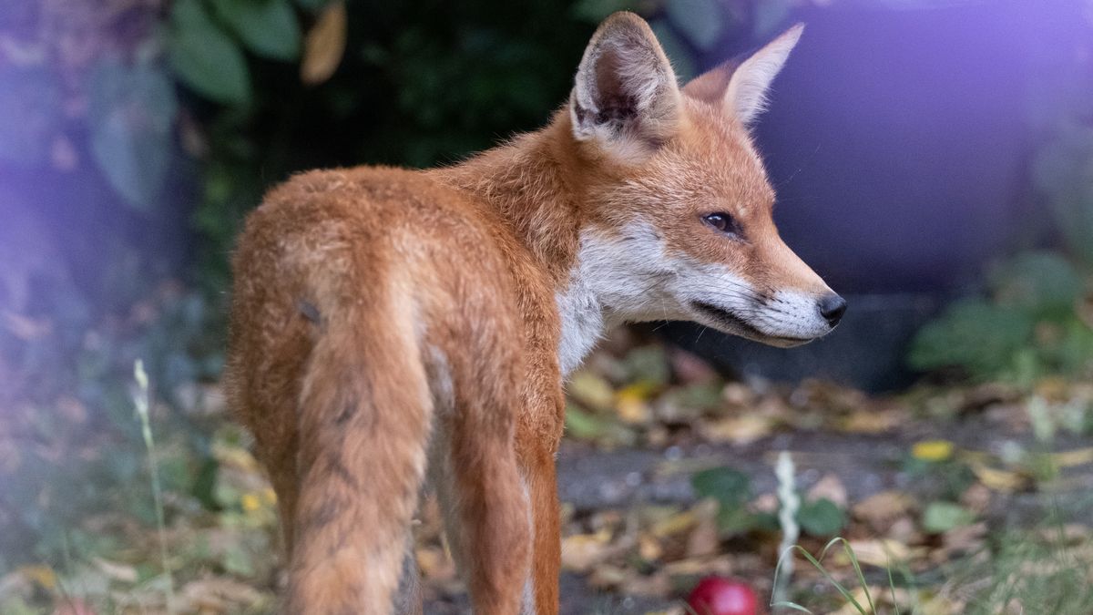 A young fox in a garden
