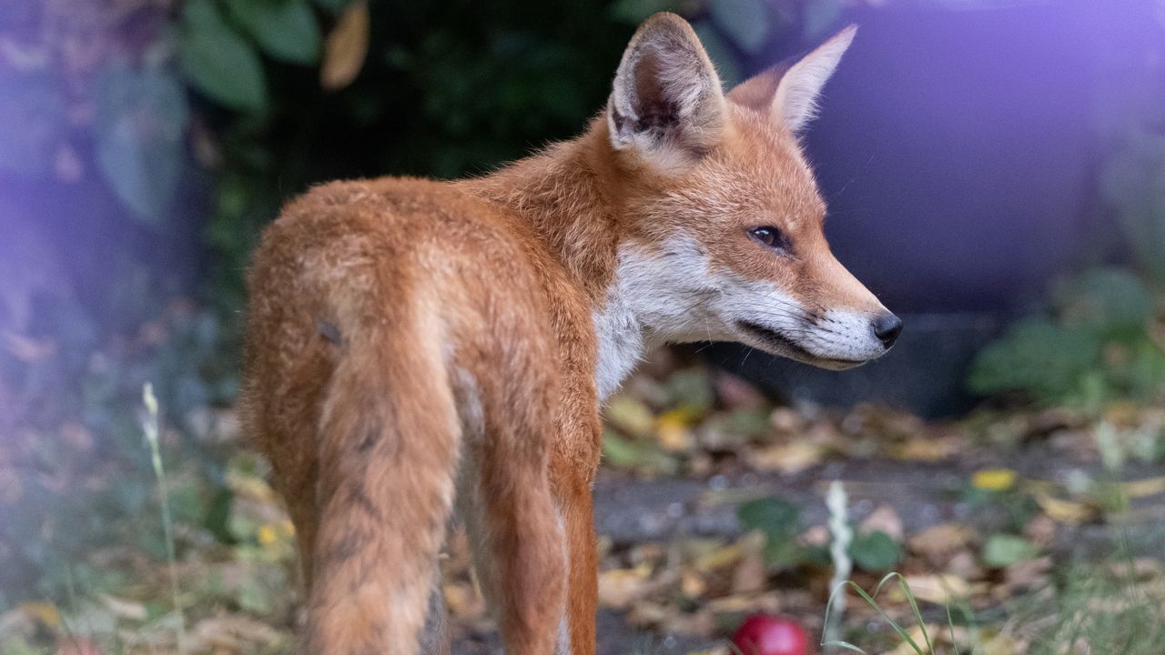 A young fox in a garden