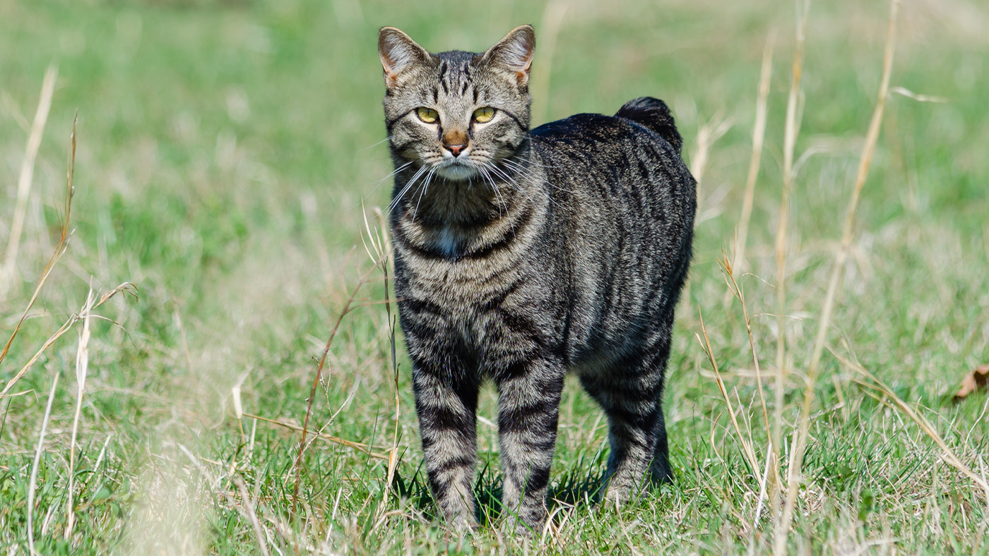 Manx cat standing on grassy area