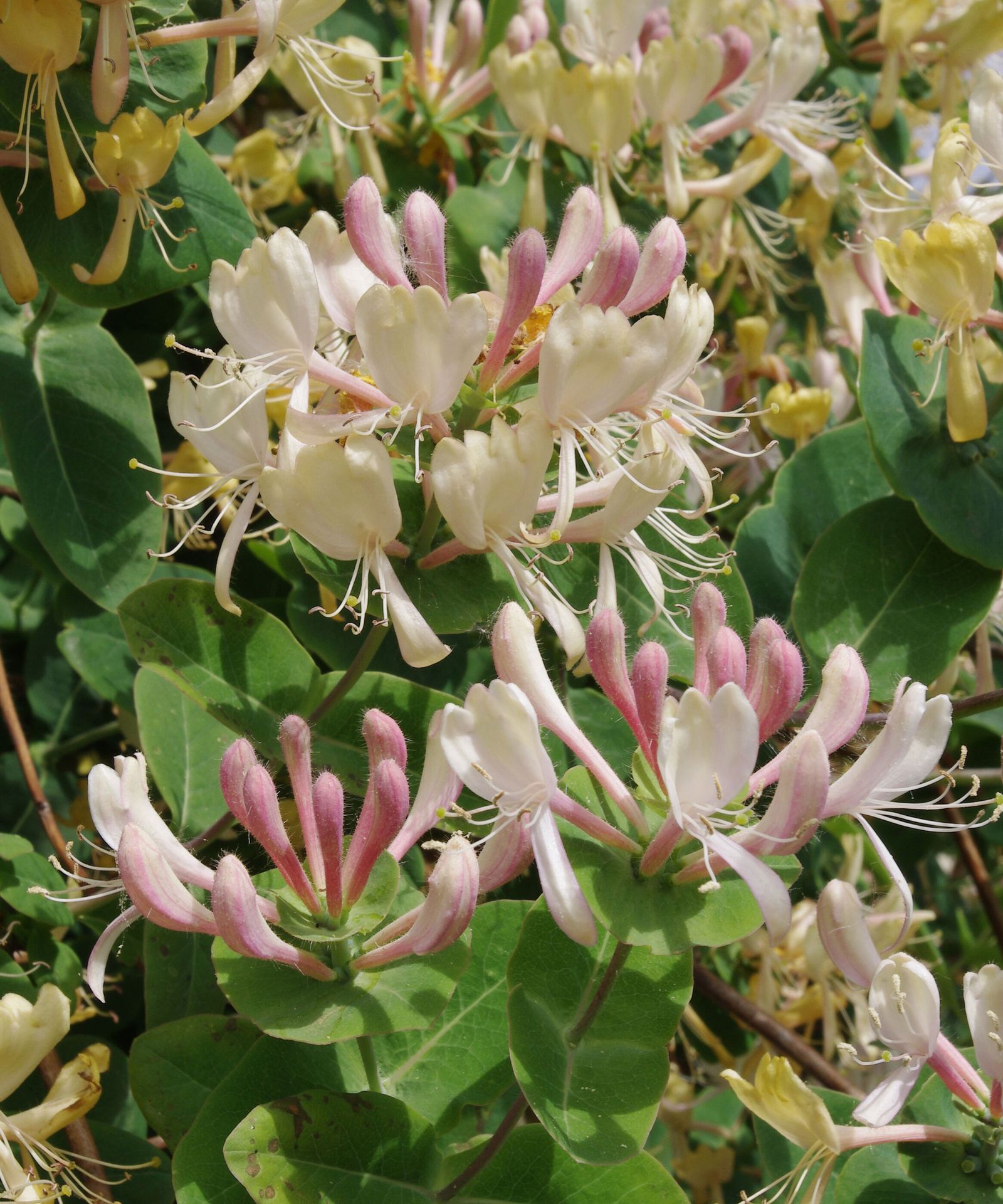 How to grow honeysuckle when, where and varieties to plant Homes