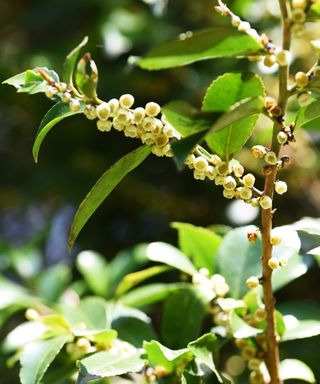 close up of Eurya Japonica plant in flower